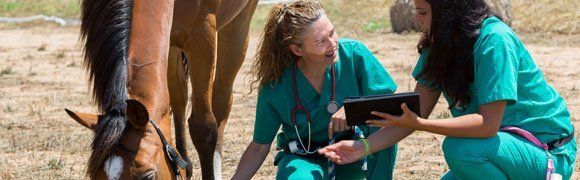 Equine care