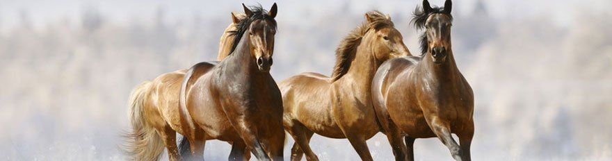 Horses