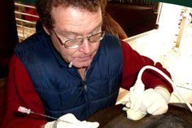 Equine care