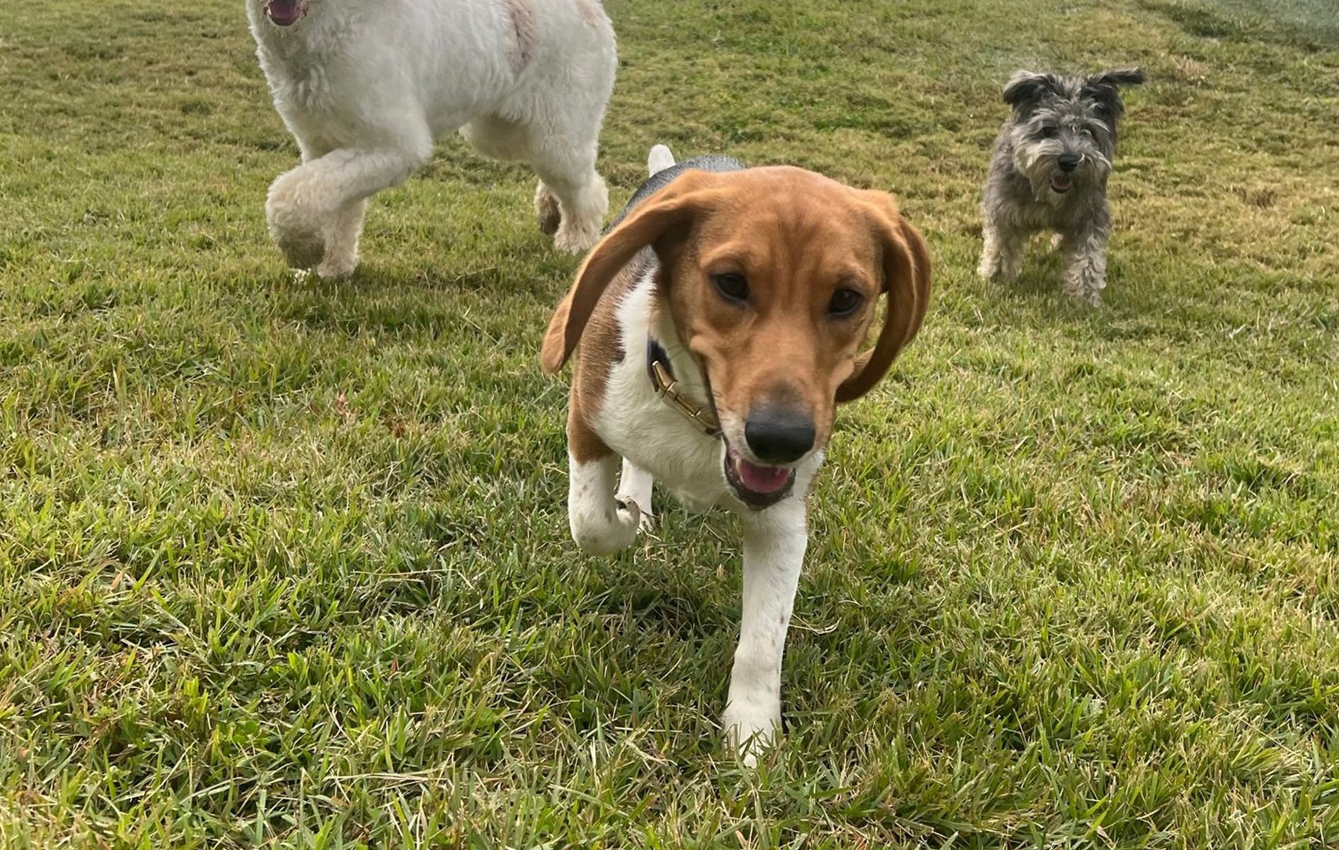 Three dogs are running in a grassy field.