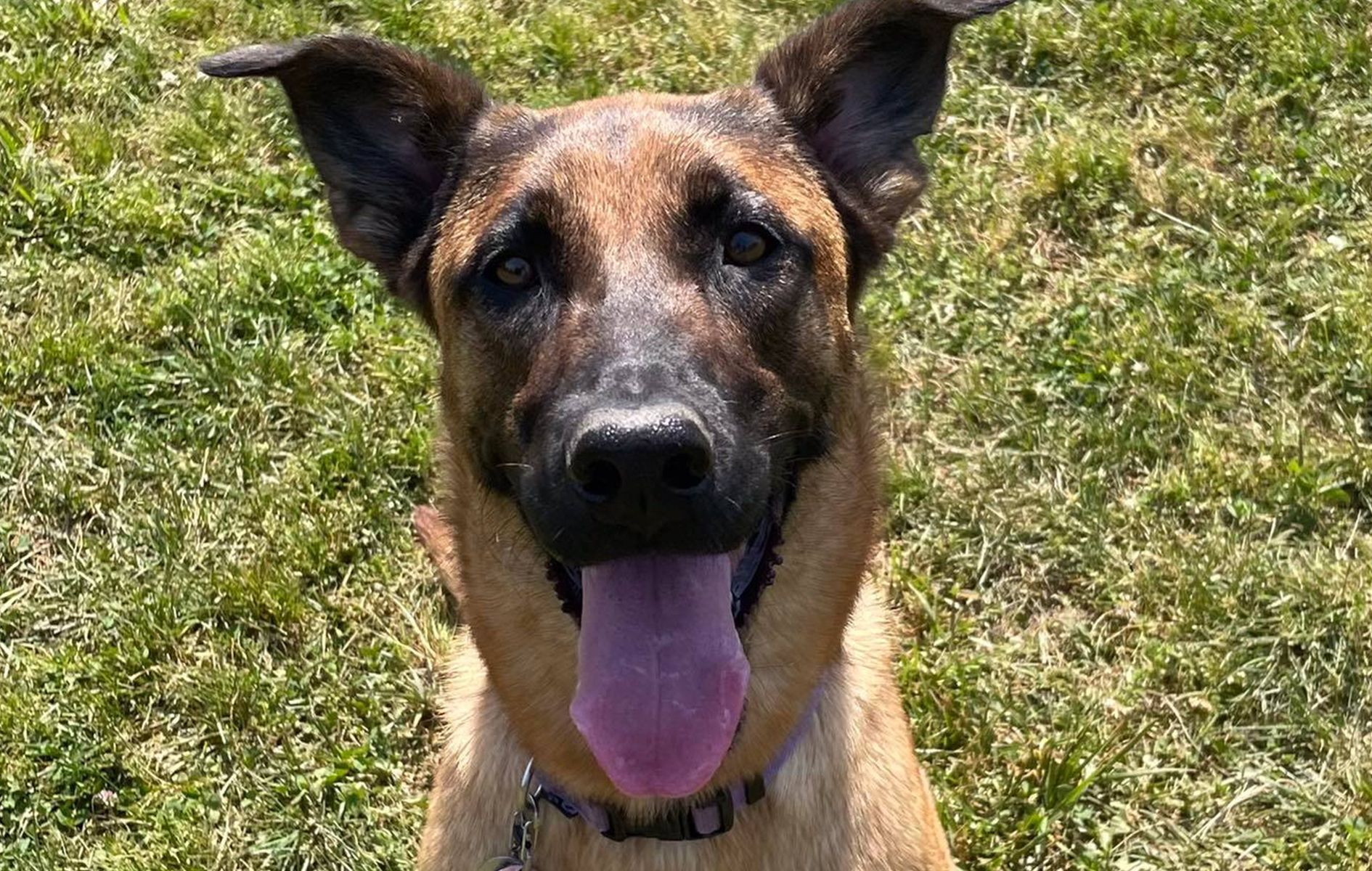 A close up of a dog with its tongue hanging out in the grass.