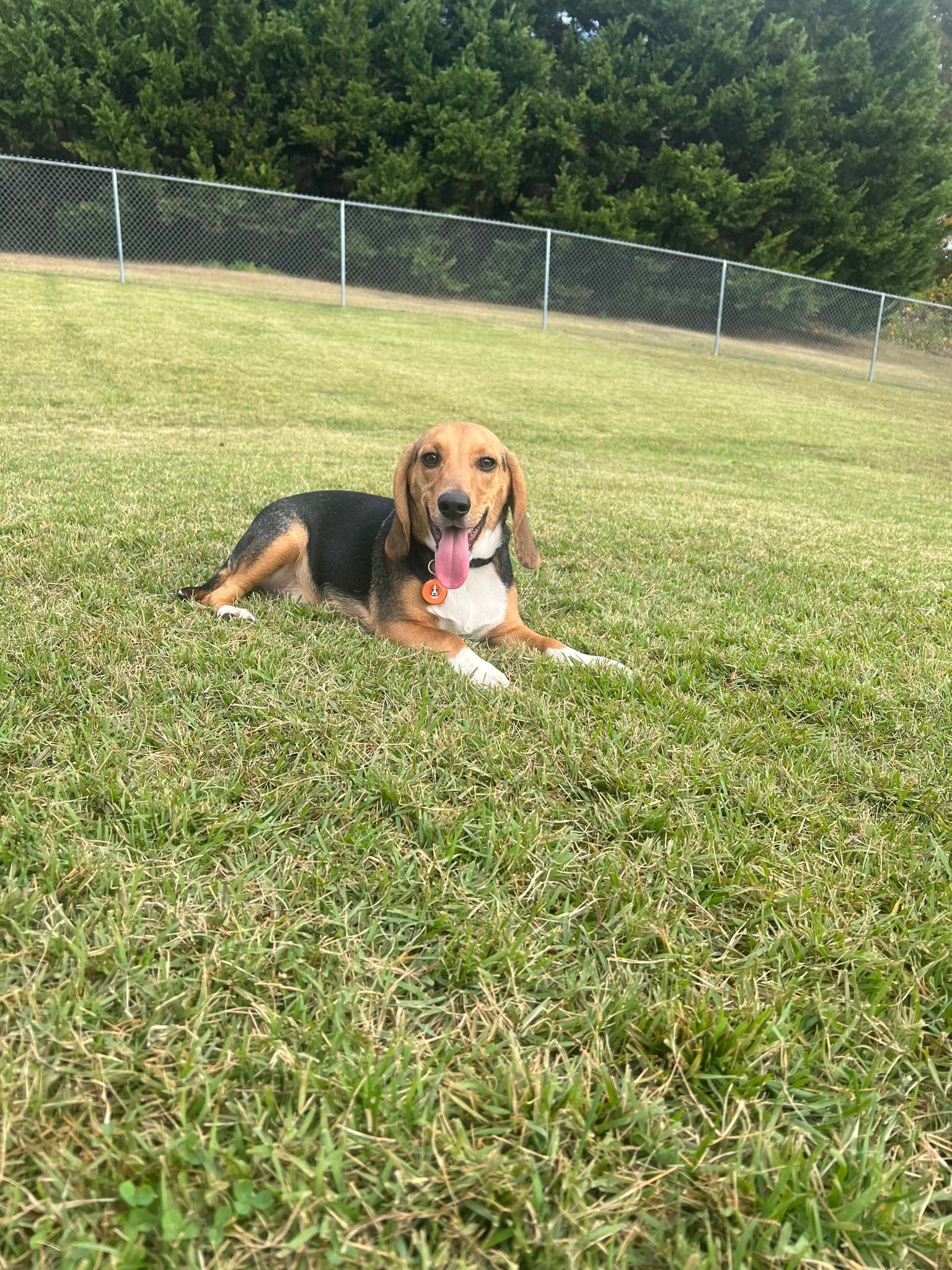 A beagle dog is laying in the grass in a park.