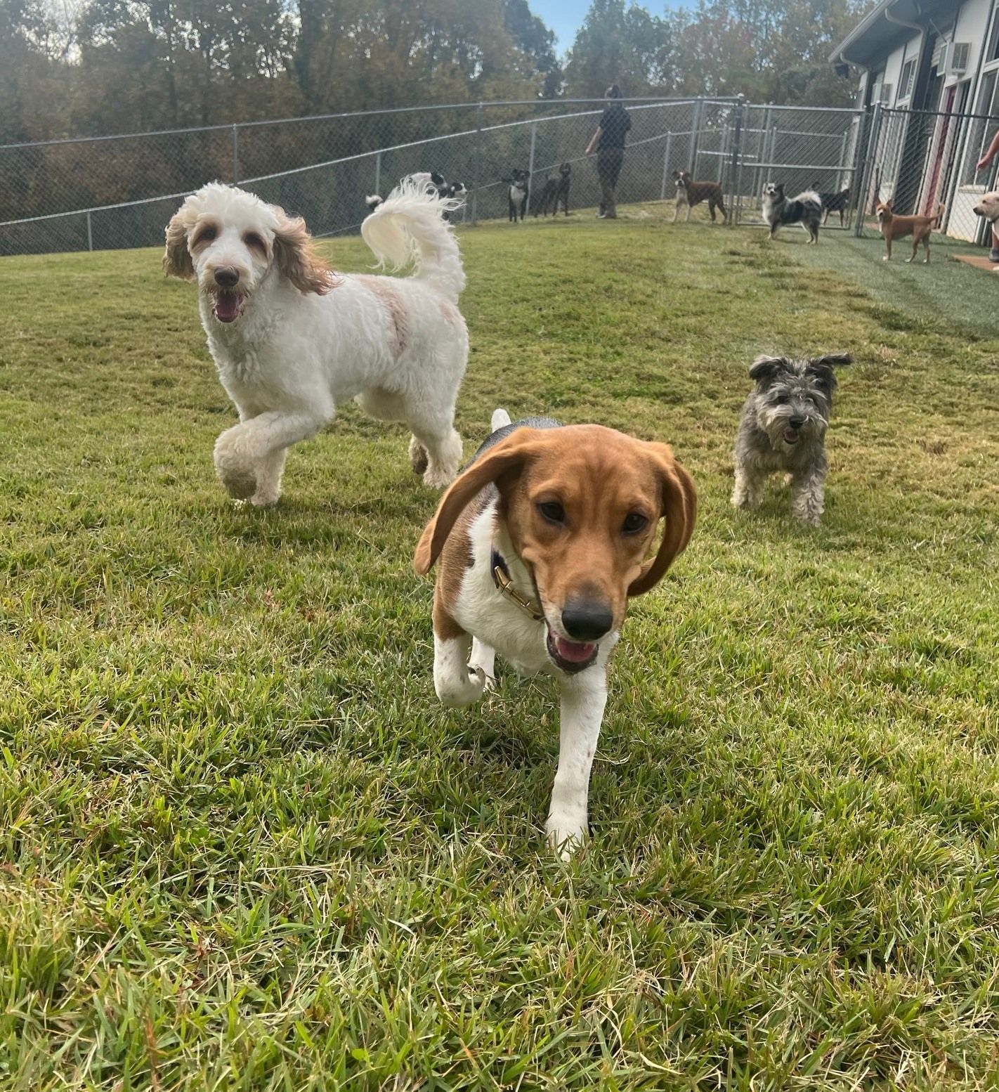 A group of dogs are running in a grassy field