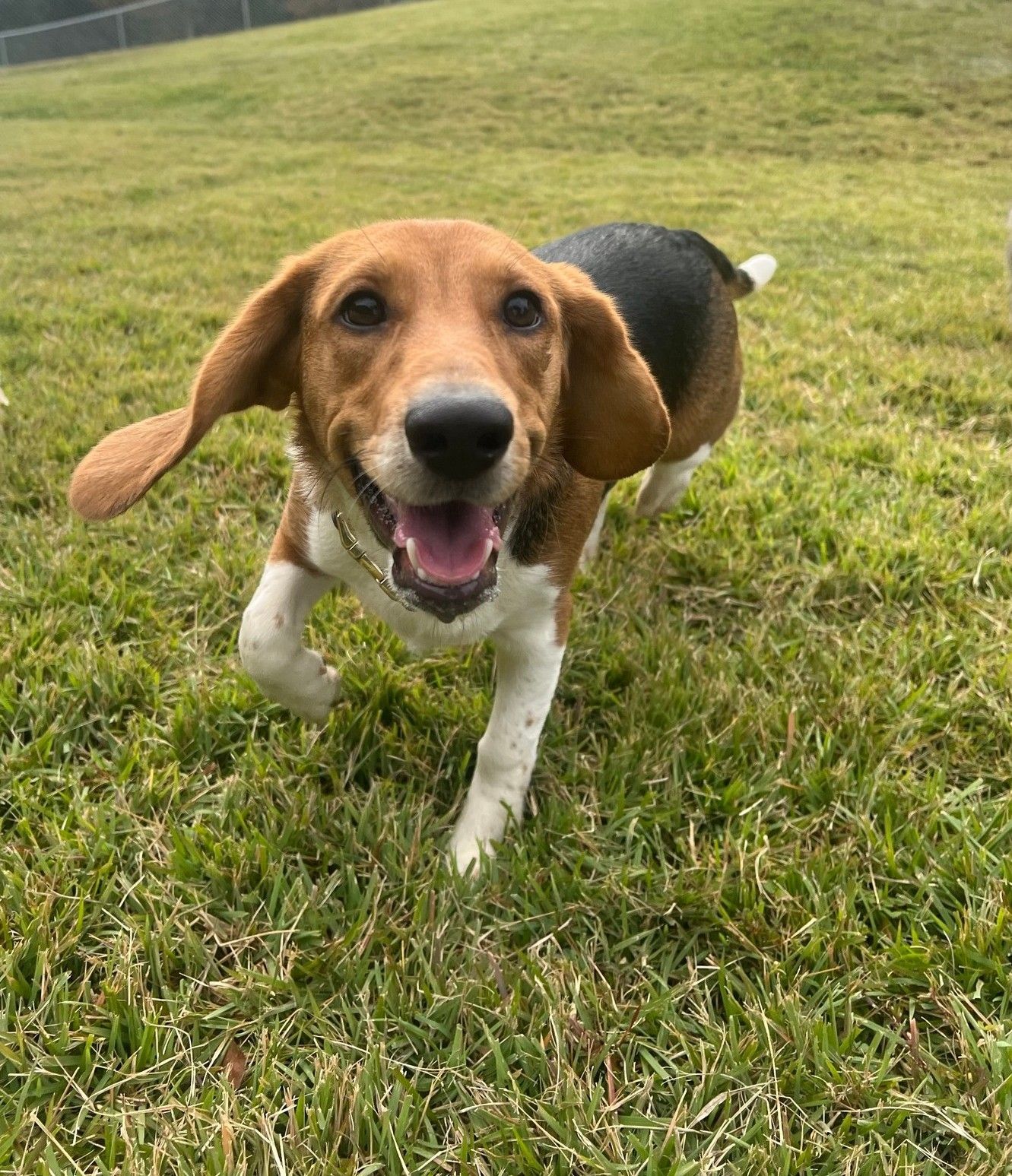 A beagle dog is running in the grass with its mouth open.