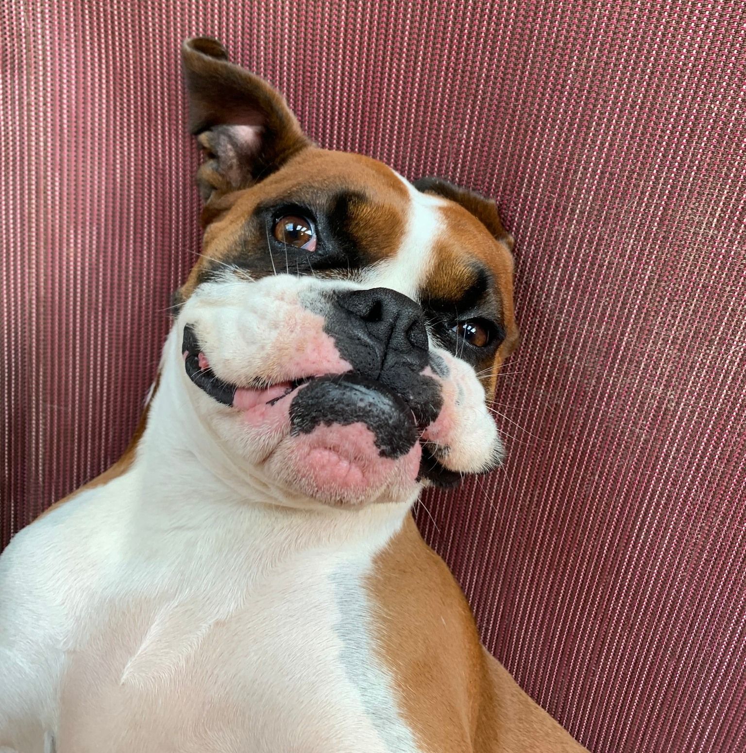 A brown and white boxer dog is laying on a red couch.