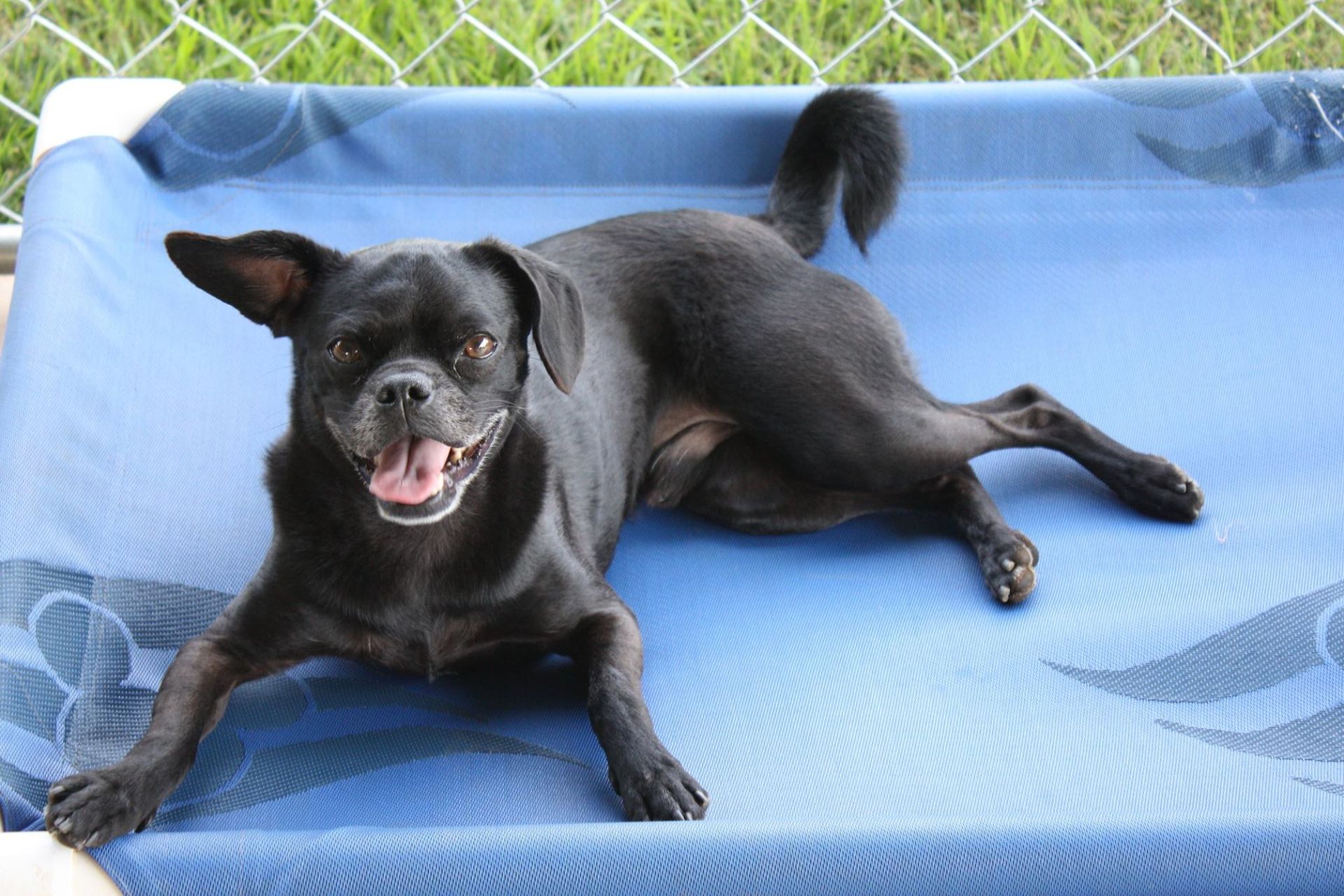 A black dog is laying on its back on a blue mat