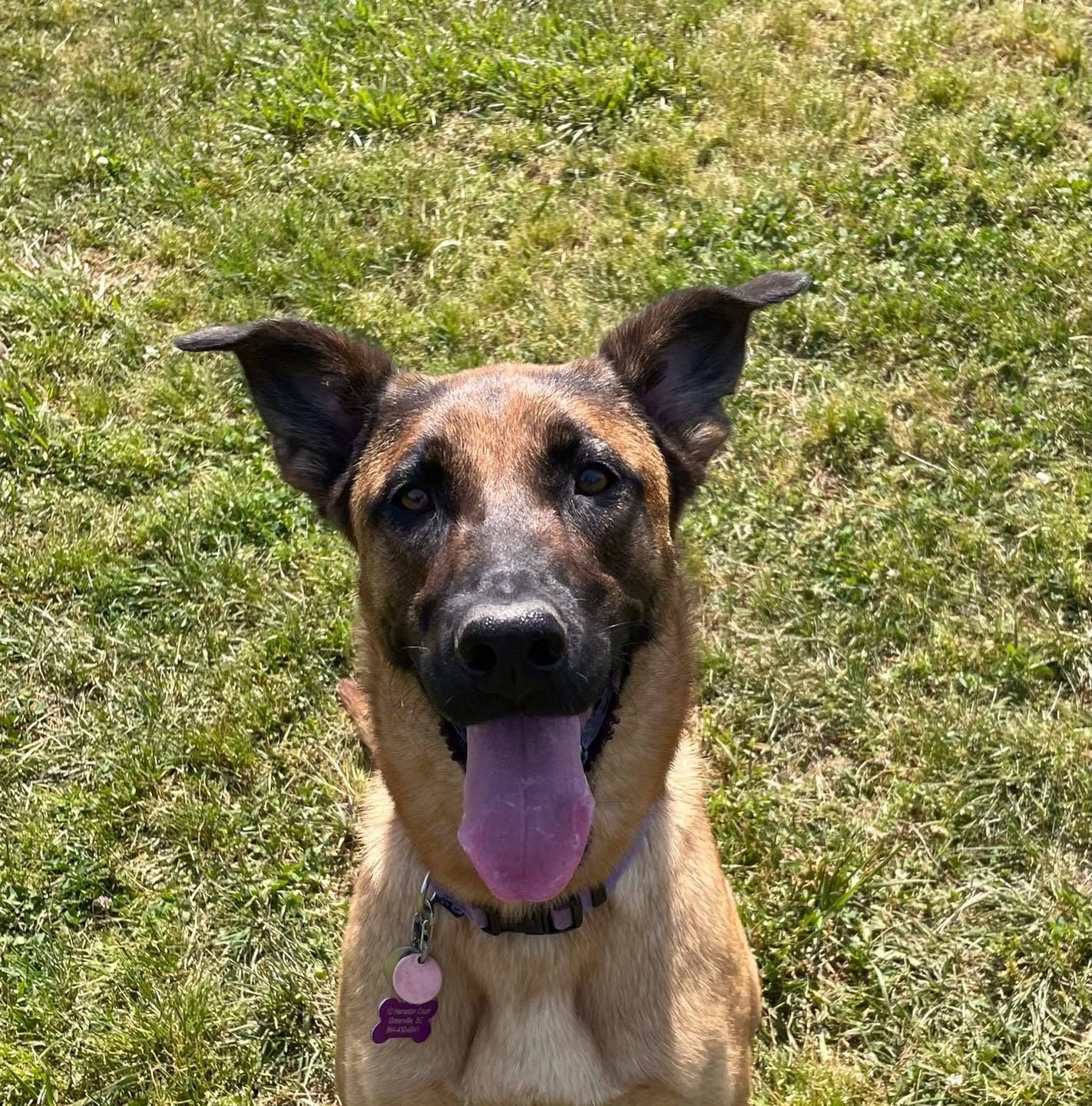 A brown and black dog is sitting in the grass with its tongue hanging out.