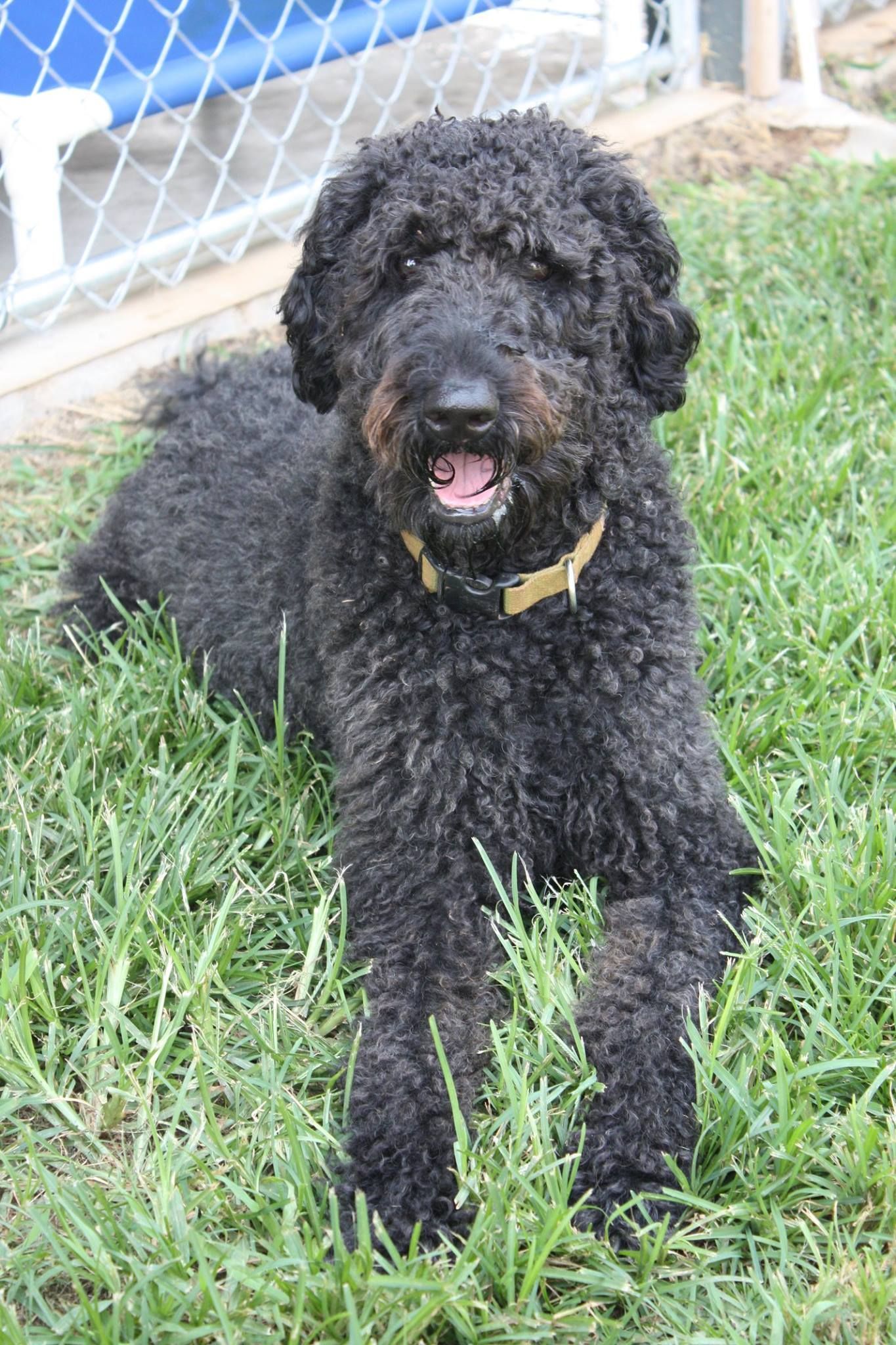 A black dog with a yellow collar is laying in the grass.
