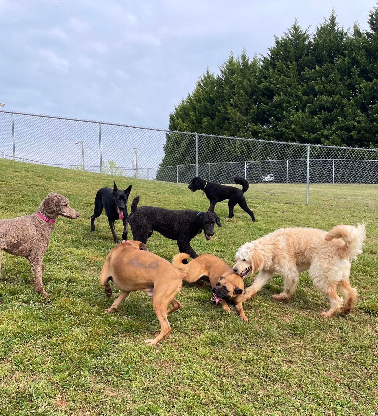 A group of dogs are playing in a grassy field.