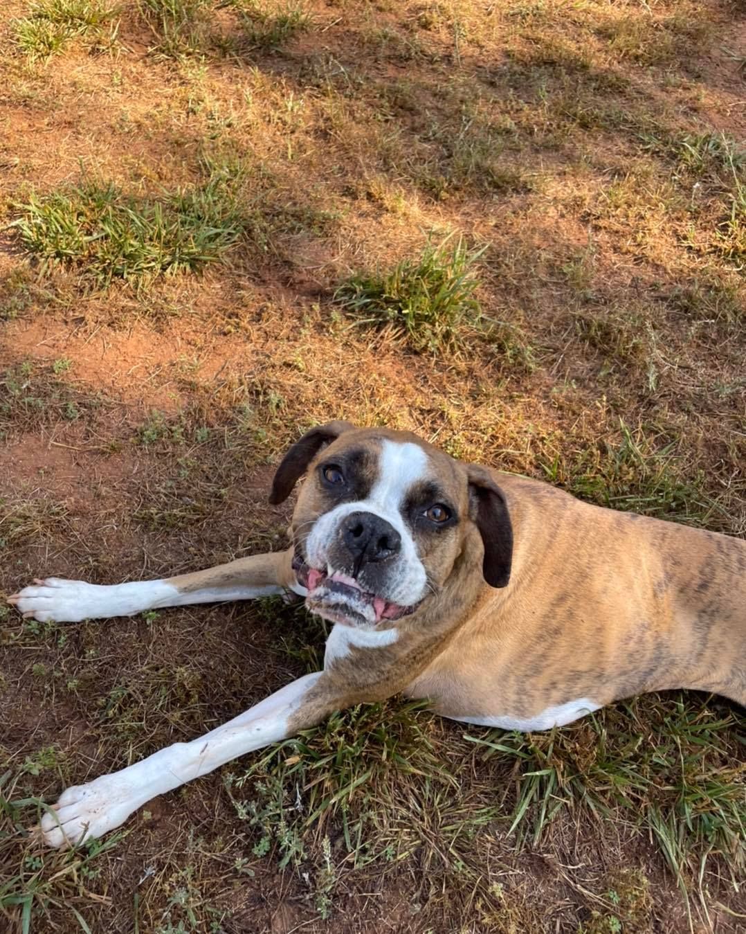 A brown and white dog is laying in the grass.