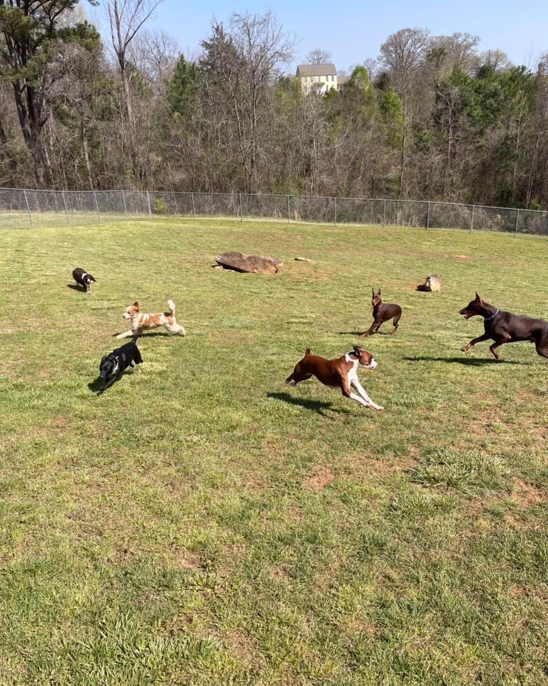 A group of dogs are playing in a grassy field.