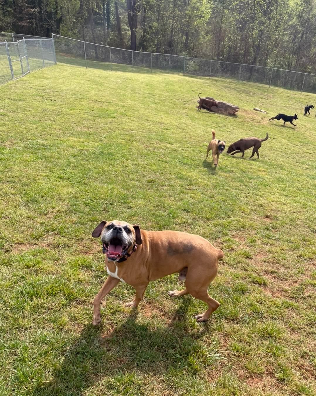 A group of dogs are playing in a grassy field.