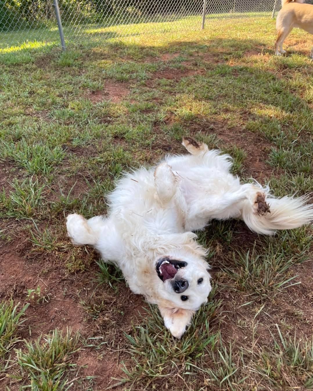 A white dog is laying on its back in the grass.