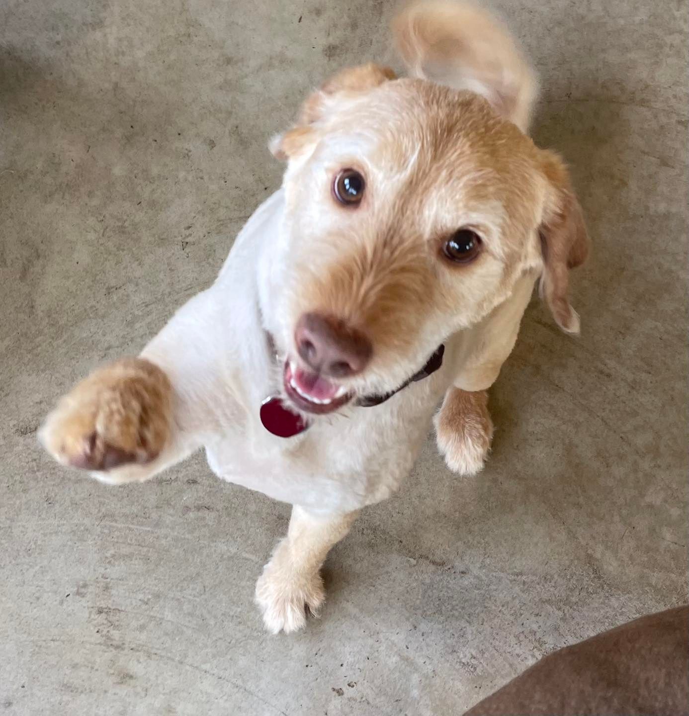 A brown and white dog with a red tag on its neck is looking up at the camera