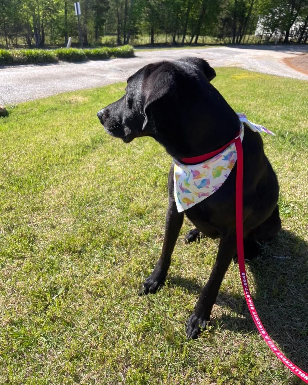 A black dog wearing a bandana and a red leash