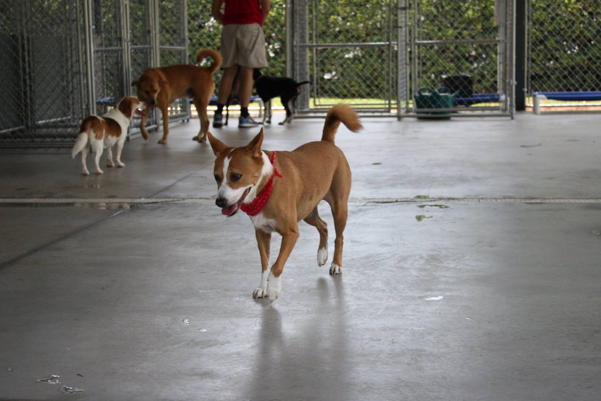 A group of dogs are playing in a fenced in area