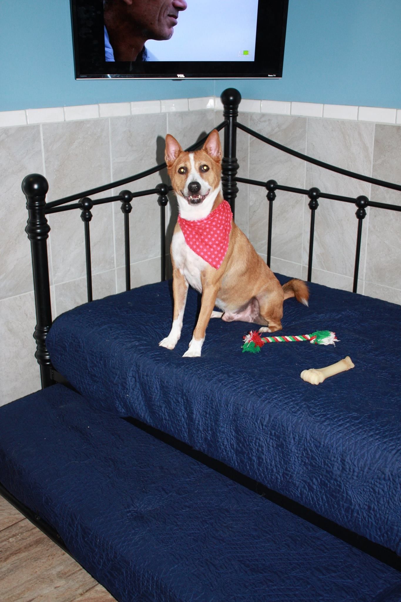 A dog wearing a red bandana is sitting on a bed