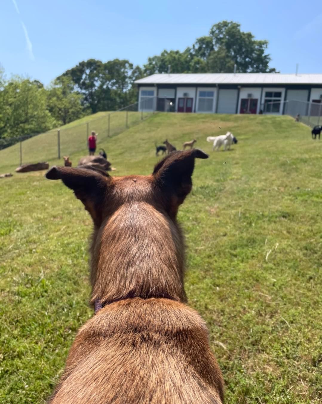 A dog standing in a grassy field with a building in the background