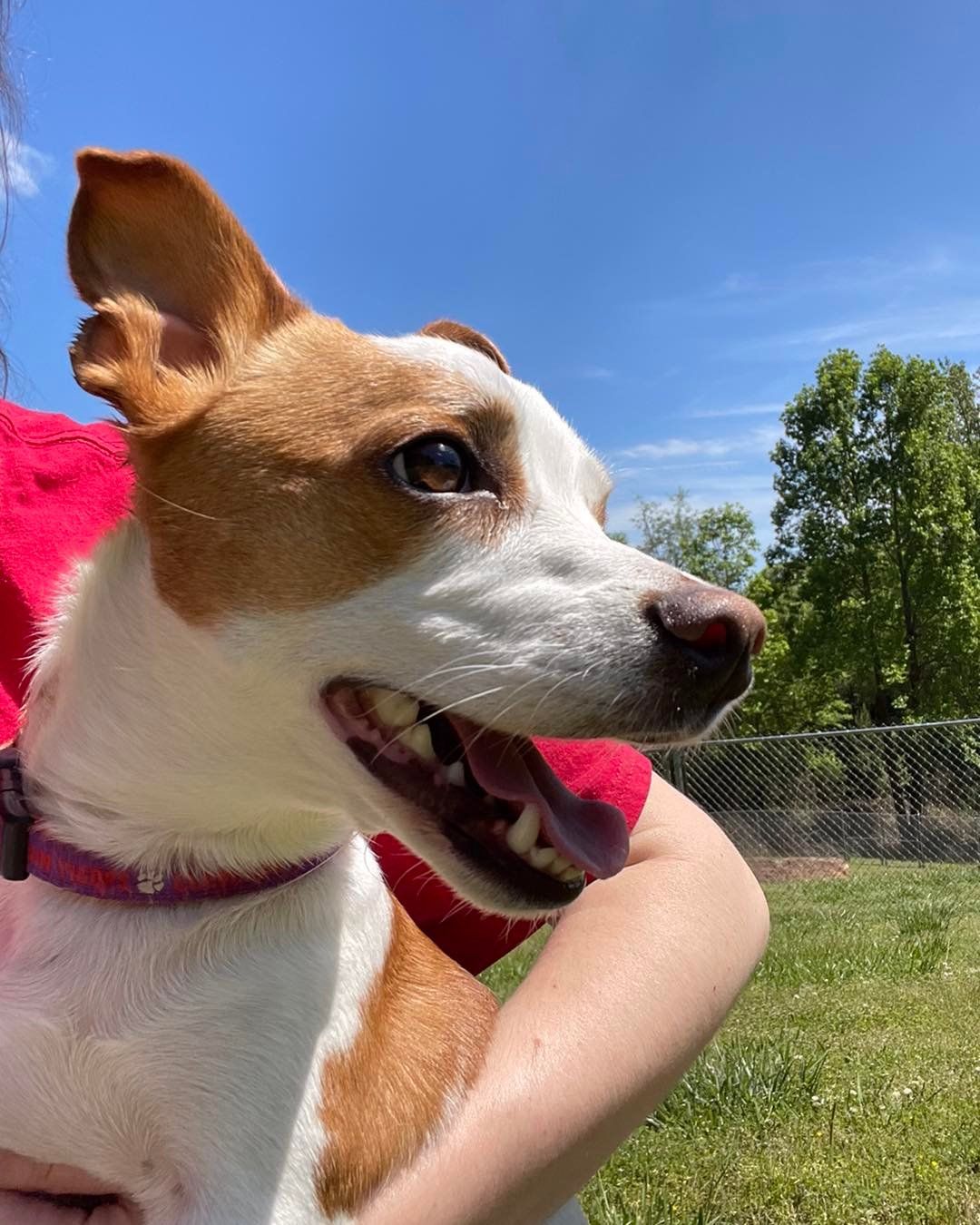 A person is holding a brown and white dog in their arms.