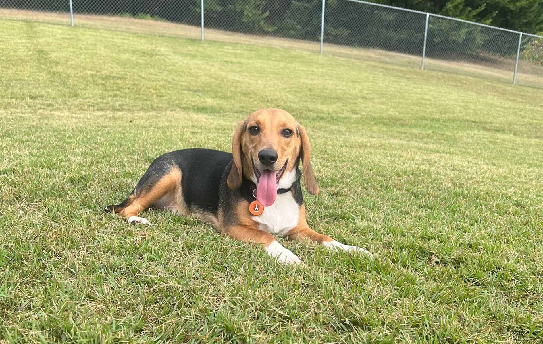 Pet Boarding Hollycrest Bed & Biscuit Greer, SC