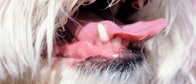 Dog's teeth