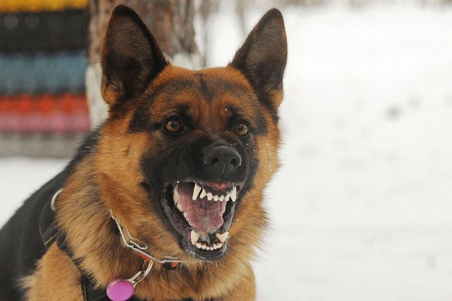 Canine Psychology Center LLC