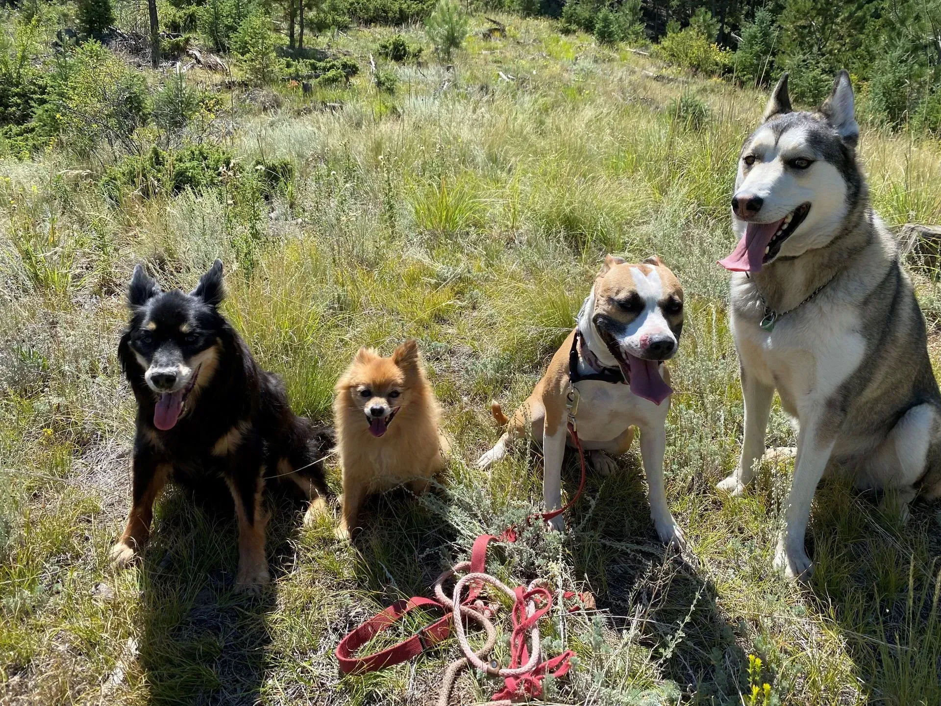 Four dogs sit in grassy area; a black and tan, a small orange, a white and brown, and a gray and white husky.