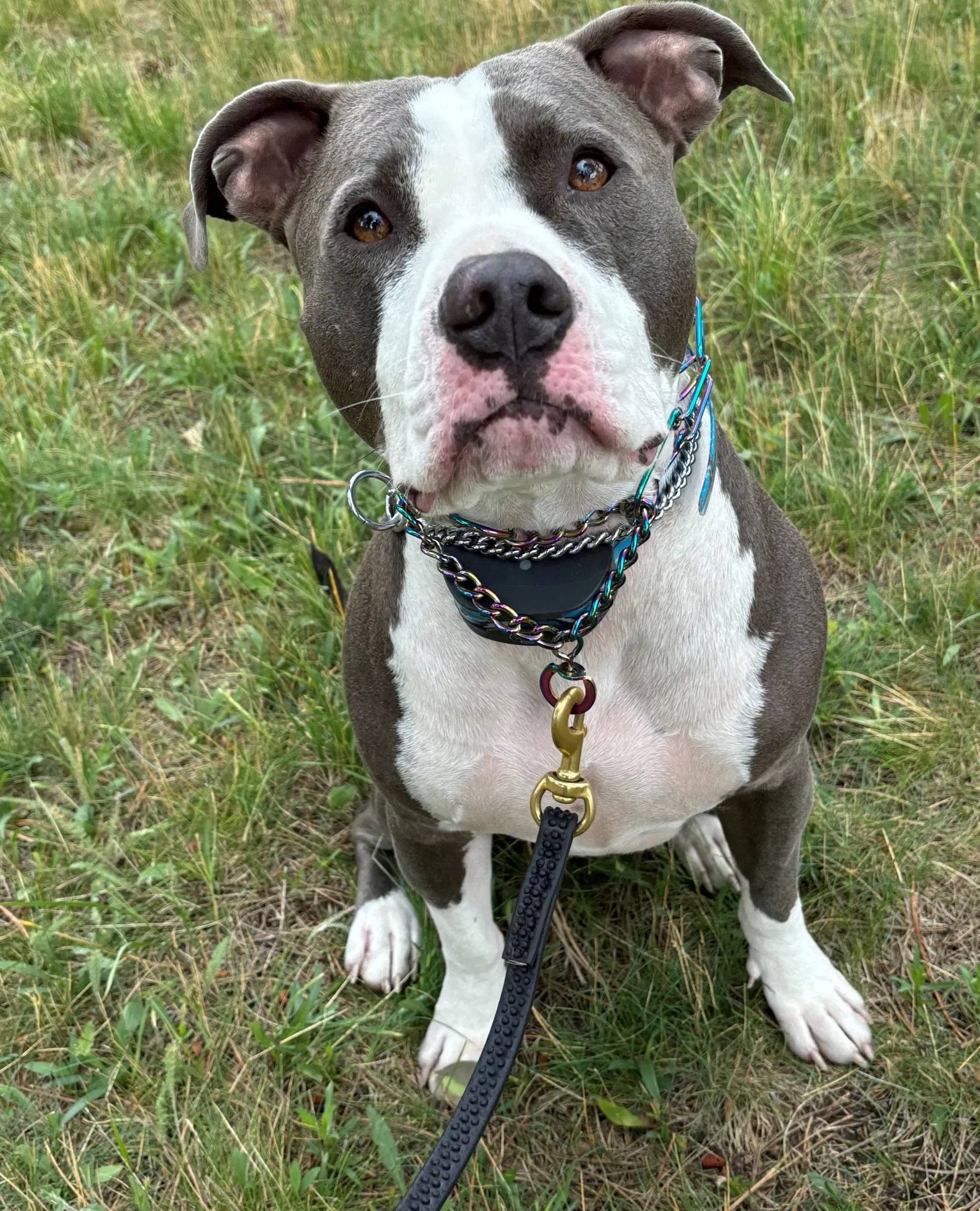 Gray and white pit bull dog sitting in grass, looking up, wearing a blue and black collar.
