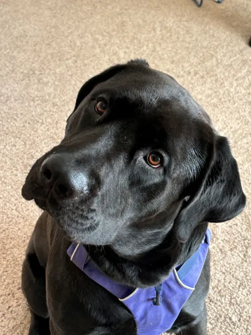 Black Labrador Retriever dog with brown eyes wearing a purple harness, tilting head, indoors.