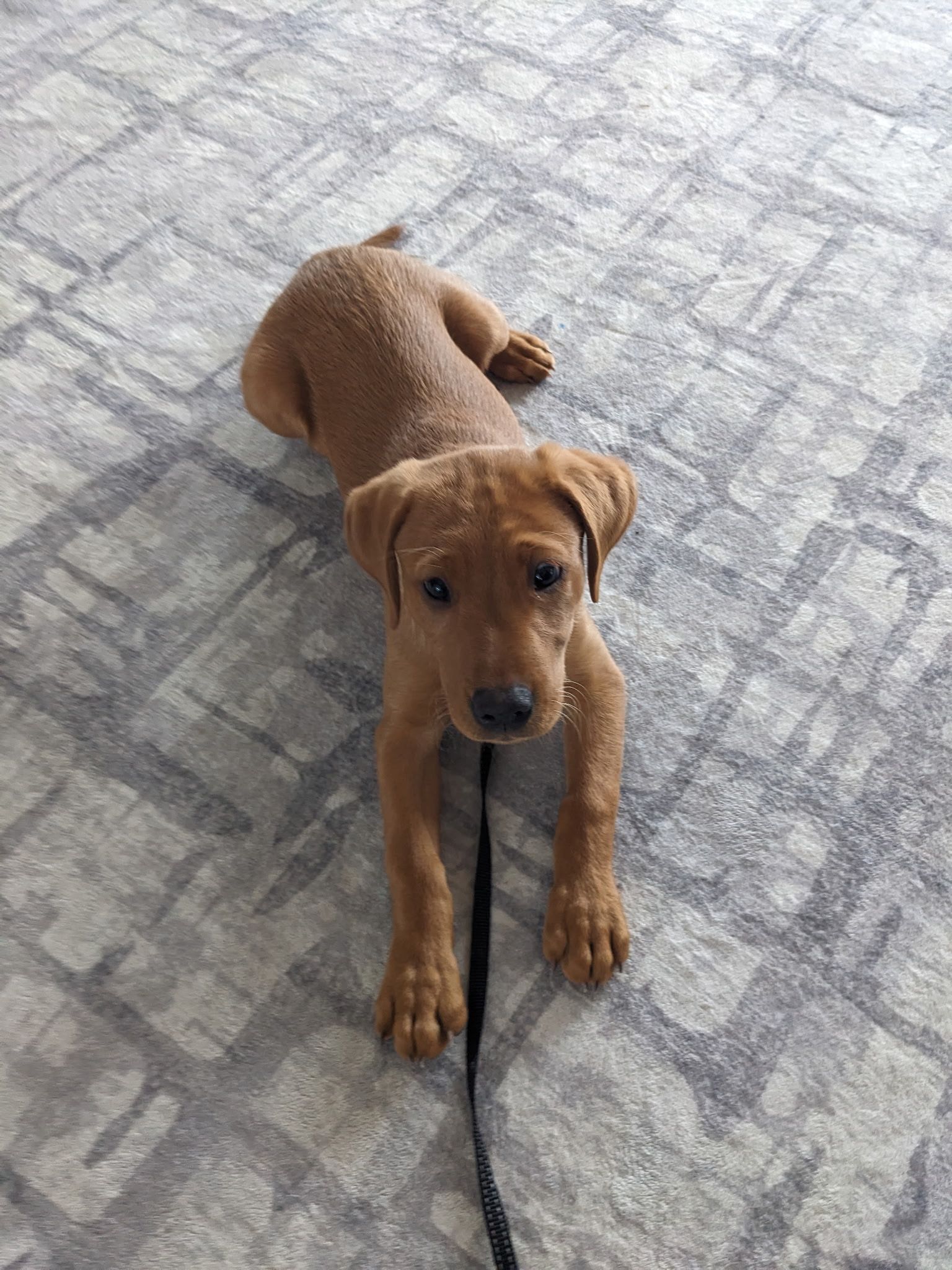Brown puppy laying on a patterned gray carpet, looking at the camera.