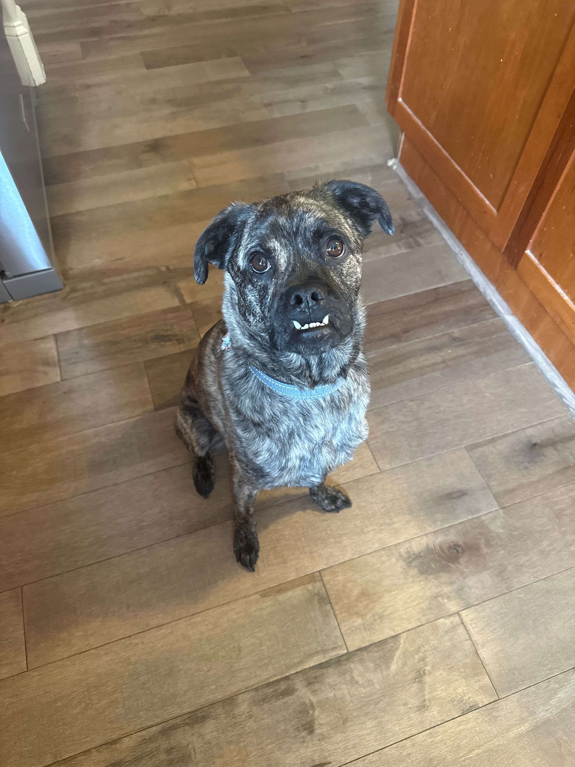 Brindle dog sits on a wooden floor, smiling with teeth showing, wearing a blue collar.