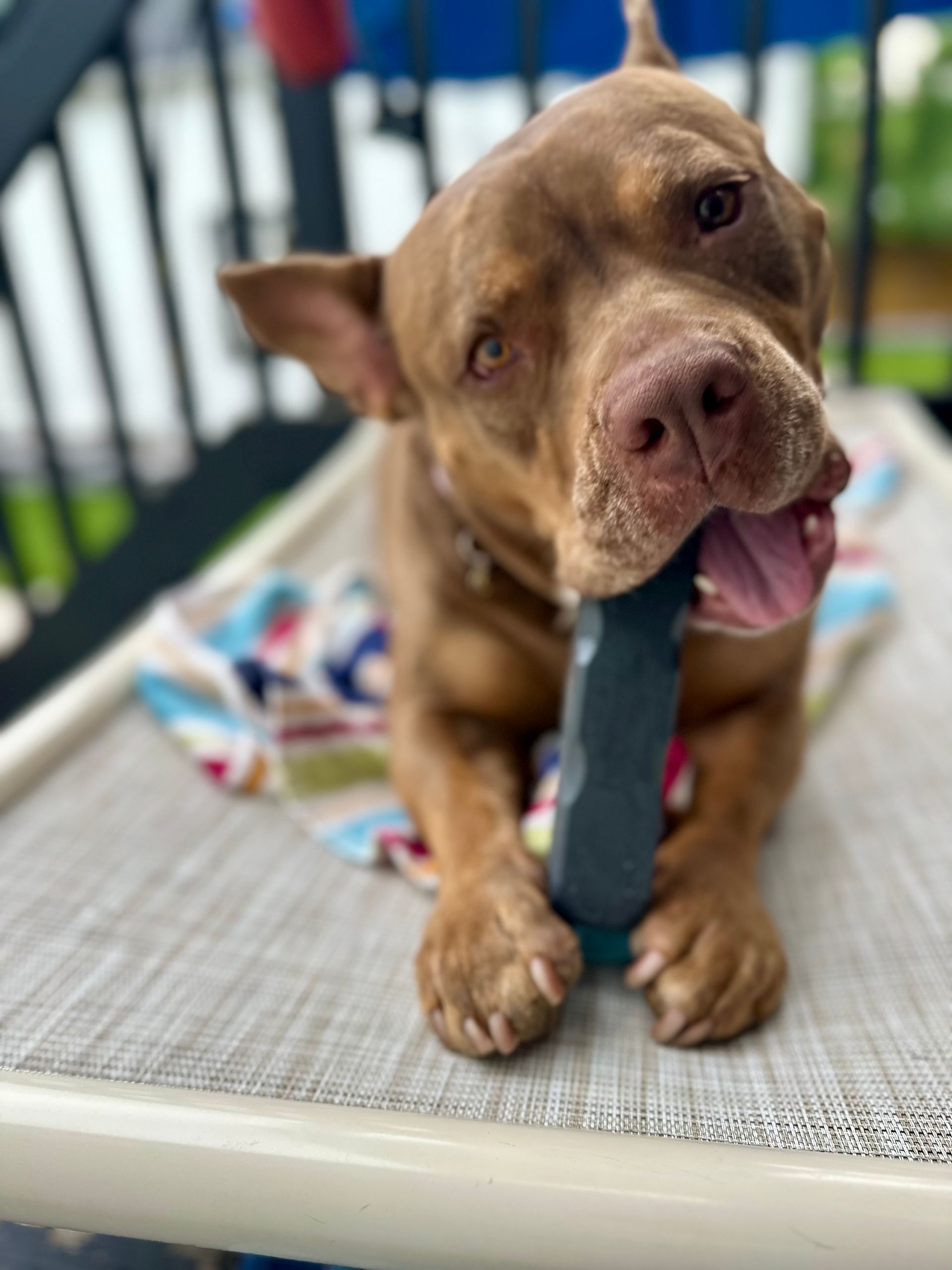Brown dog with pink nose holds a black toy, tongue out, lying on a beige cot.