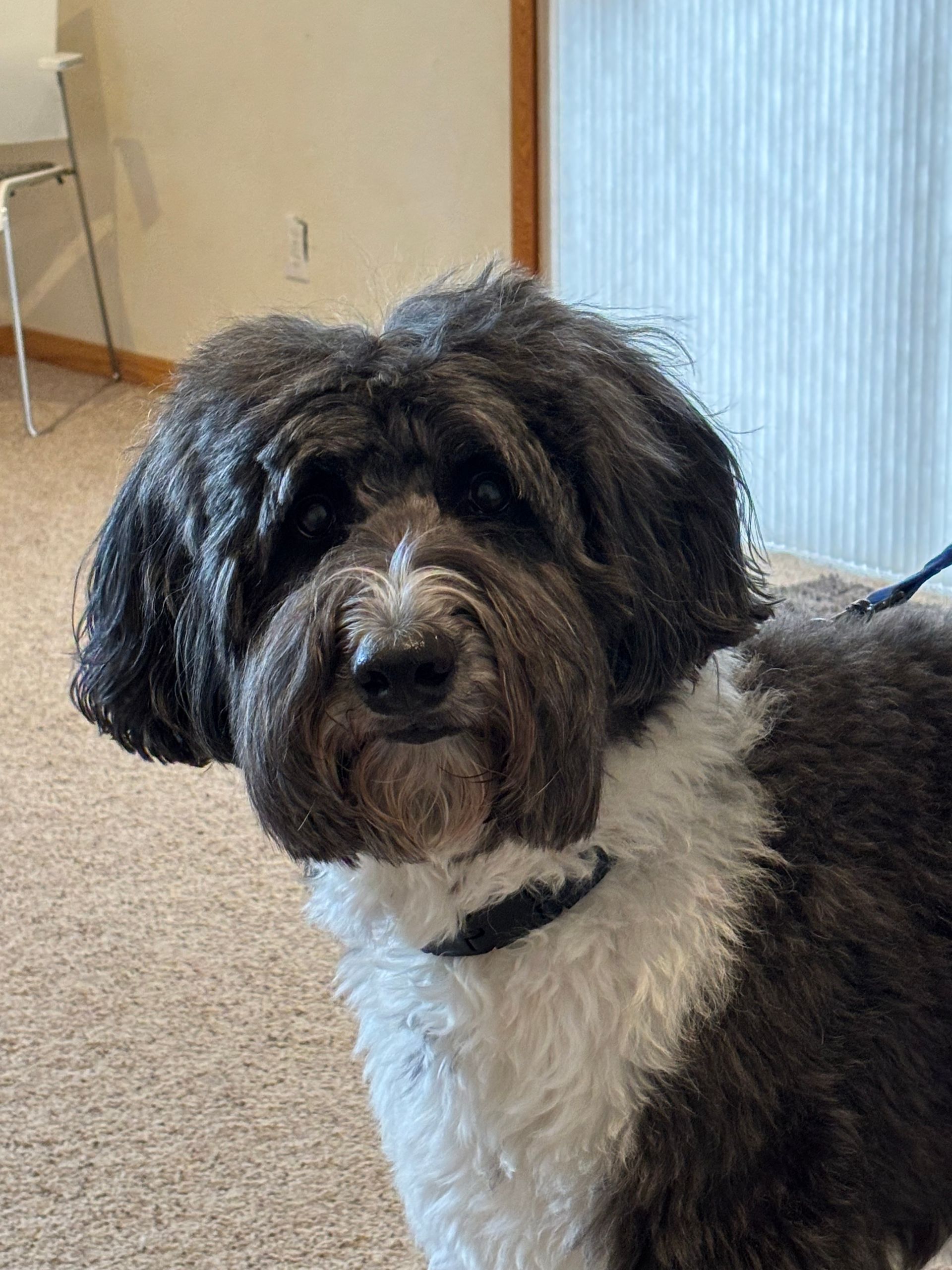 Black and white fluffy dog looking directly at the camera, wearing a black collar. Indoors.