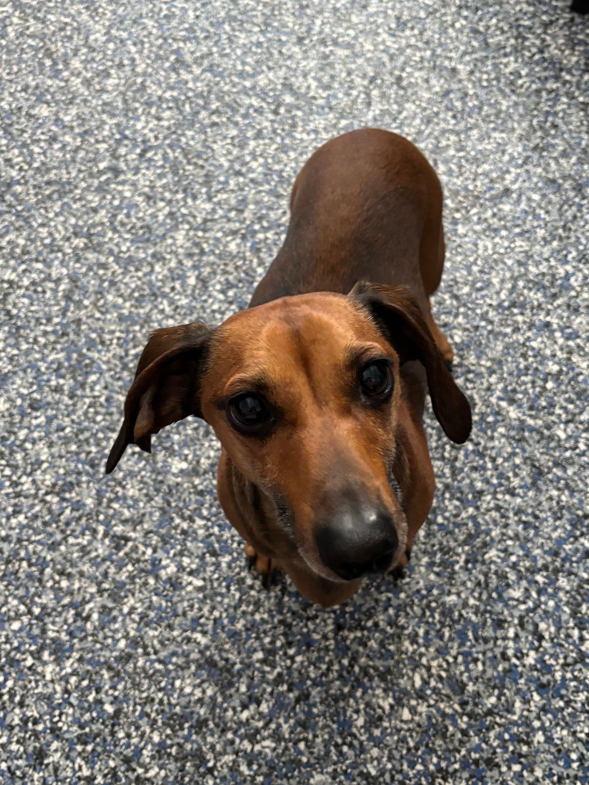 Brown dachshund dog looking up with a sweet expression, sitting on a speckled blue carpet.