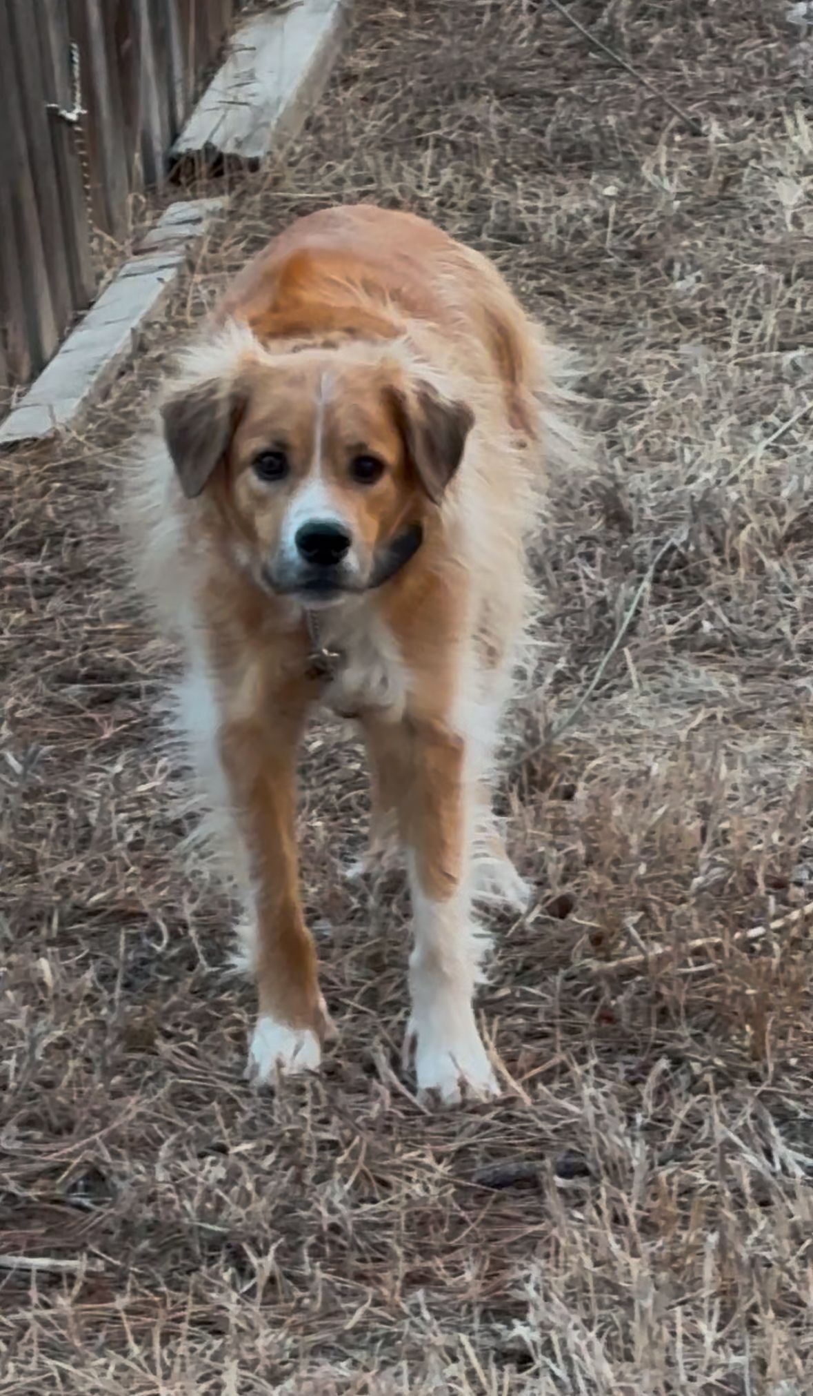 Golden-brown dog standing on dry grass, facing the camera. White markings on face and paws.
