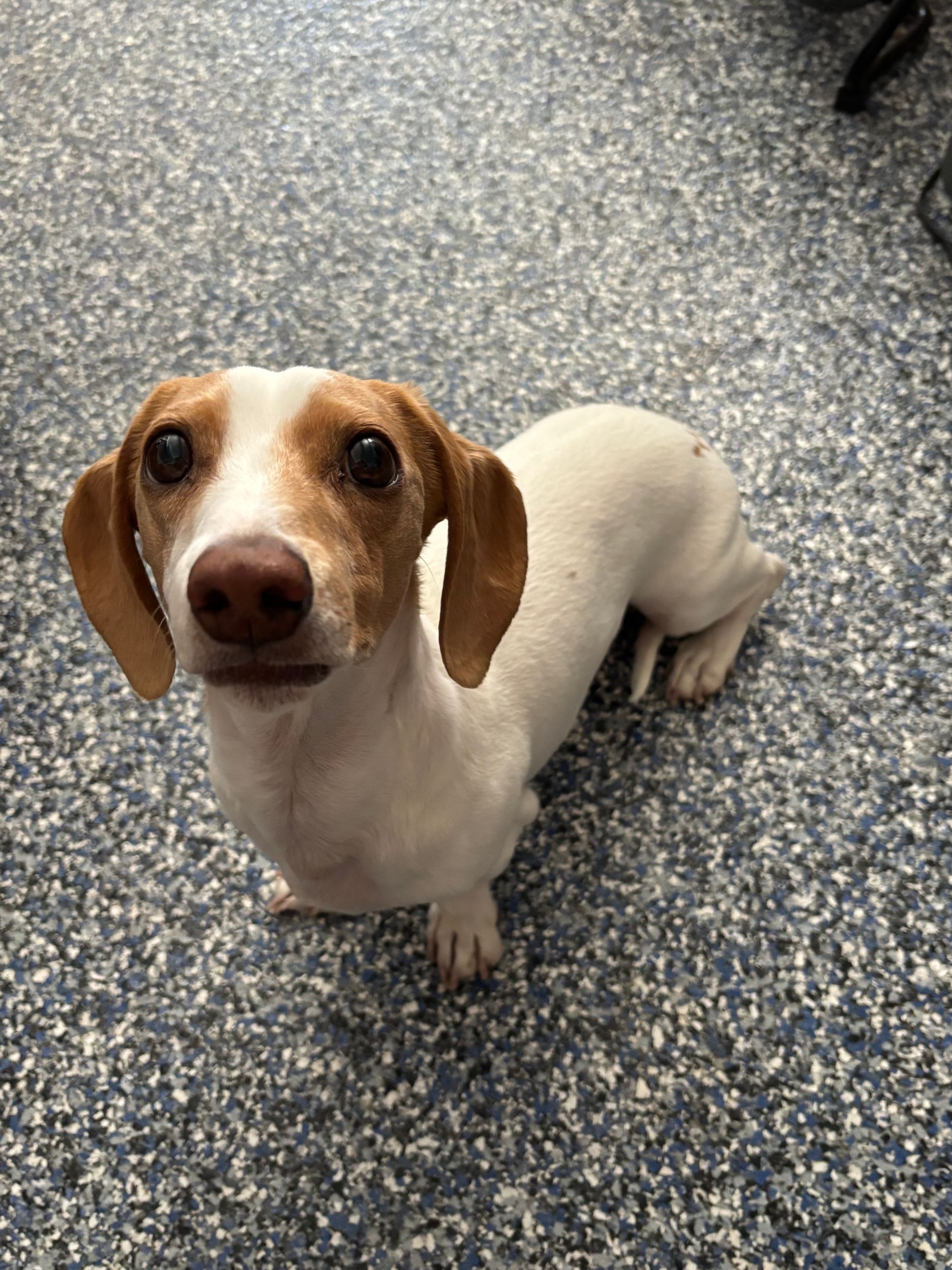Dachshund with white and brown fur looking up with a slightly concerned expression, on a blue-speckled floor.