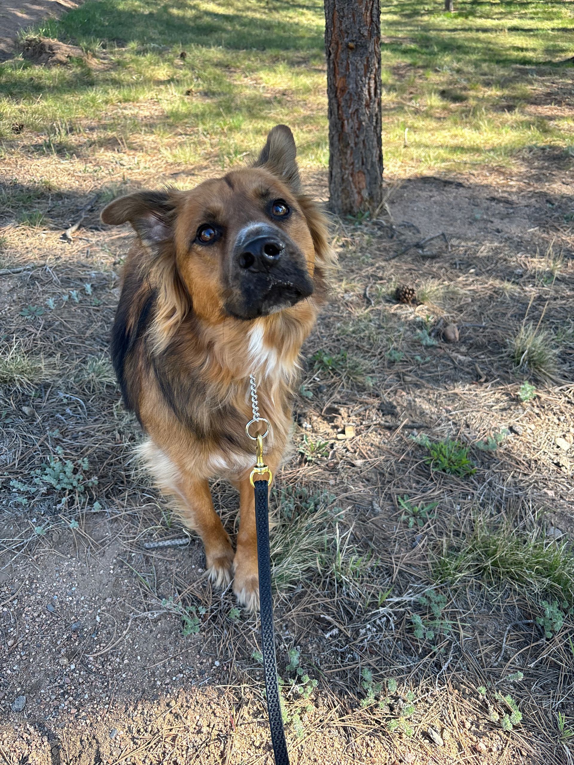 Brown and black dog on a leash looking up, outdoors.