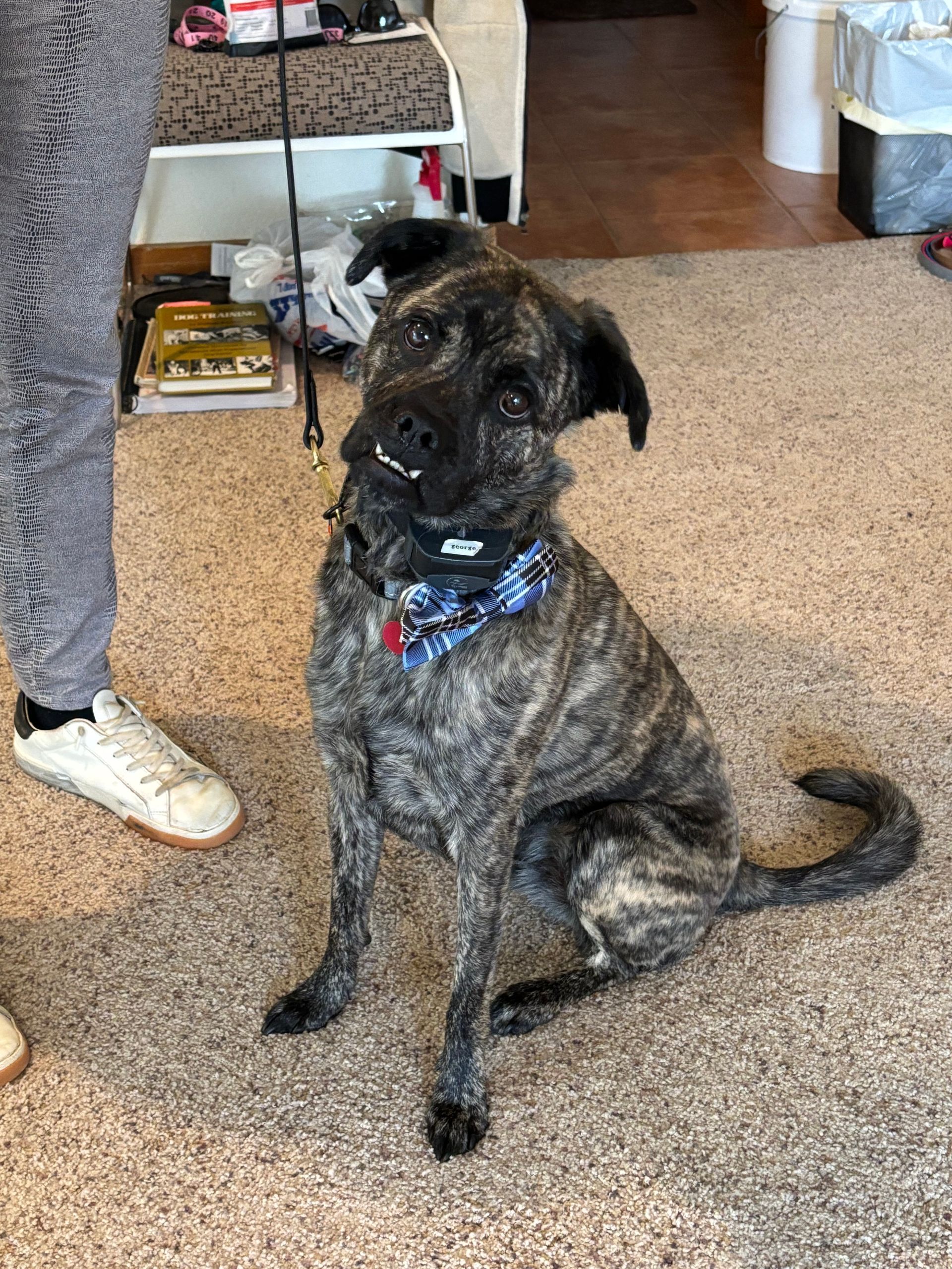 Brindle dog wearing a bowtie sits and smiles, looking at the camera.