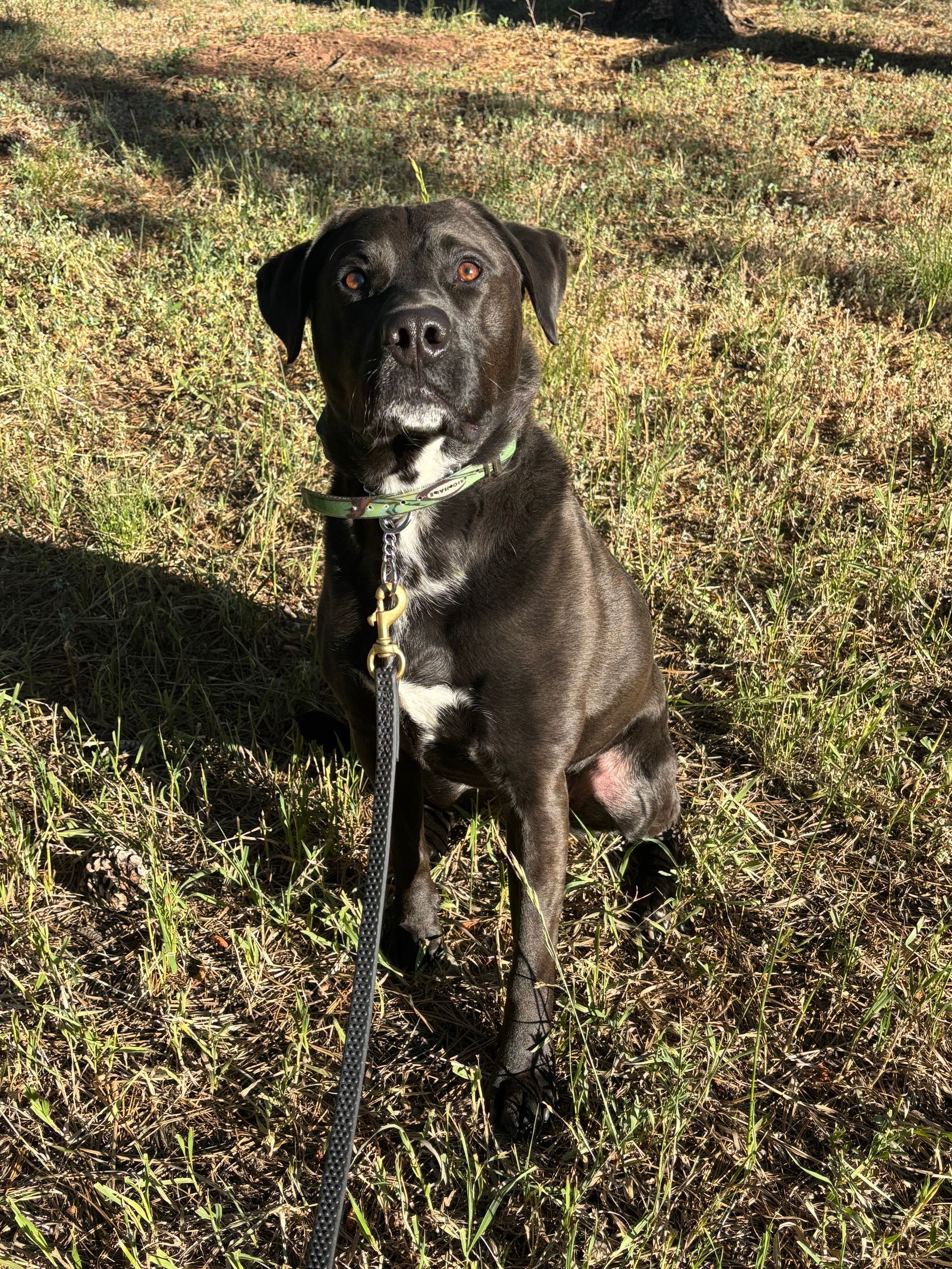 Black dog sits on grass, wearing a leash and collar. The dog has white patches on its chest.