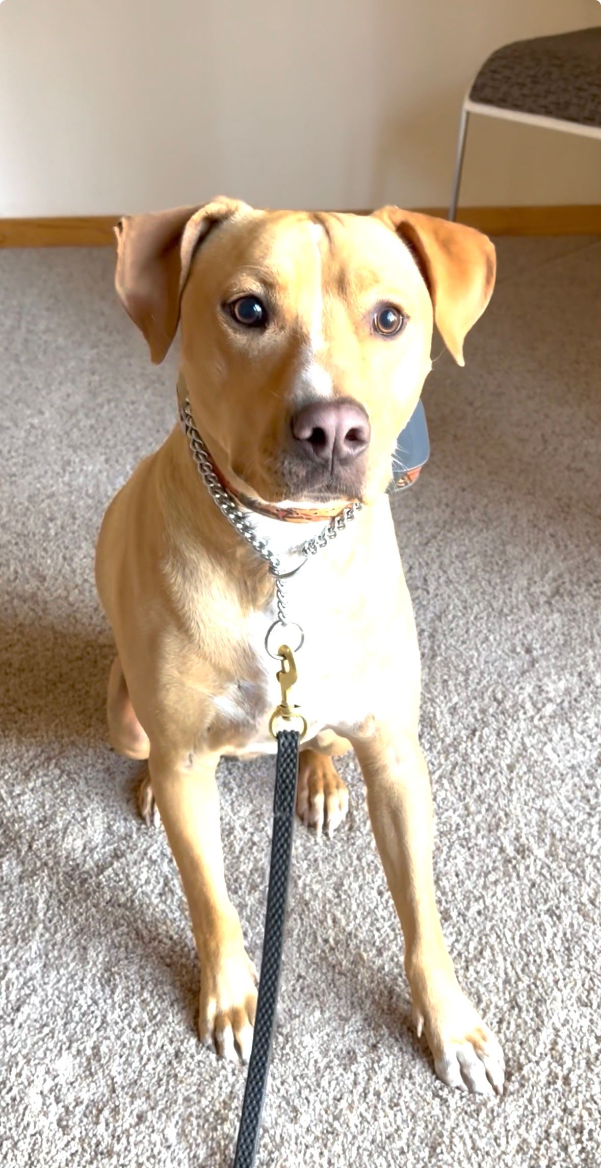 Tan dog with alert expression, wearing a collar and leash, sitting on a light-colored carpet.