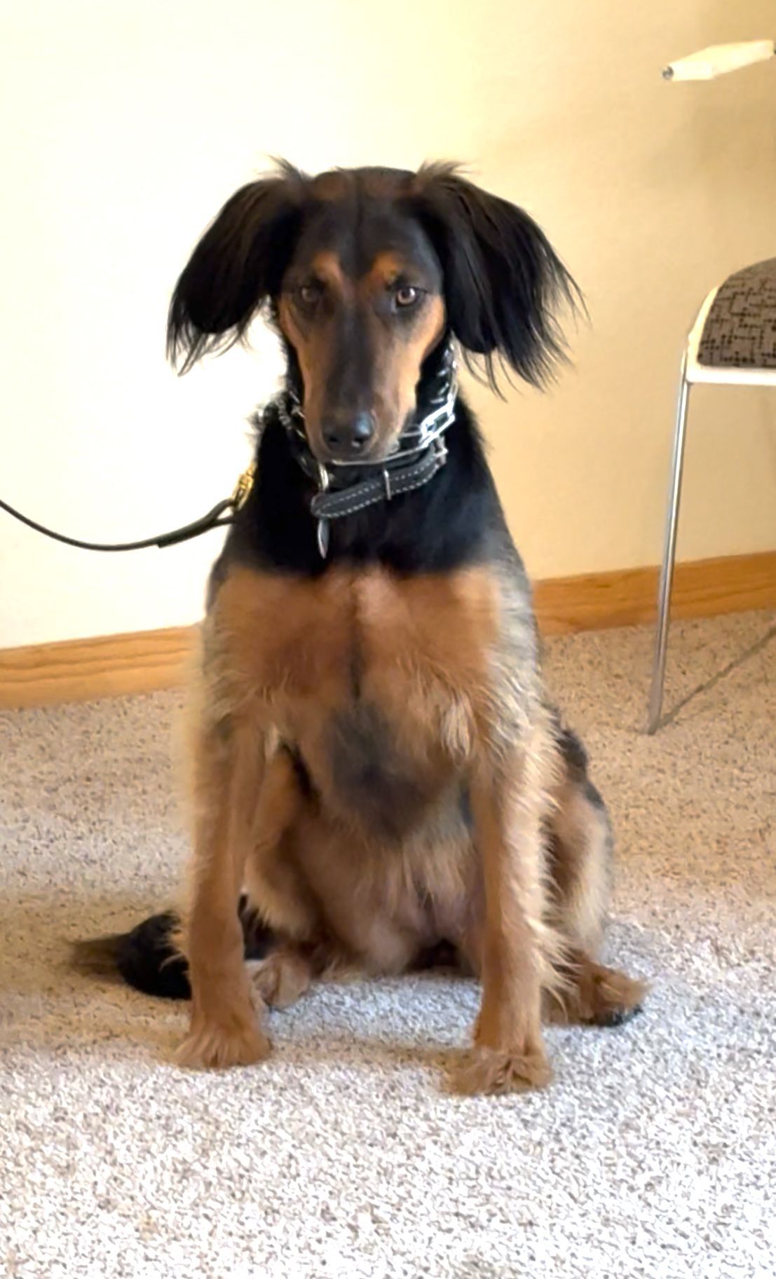 Dog with black and tan fur sitting on carpet, wearing a collar.