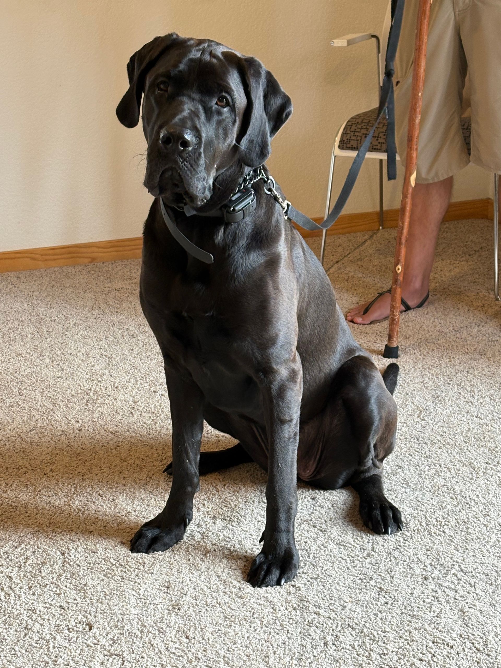Black dog sitting on carpet, wearing a collar and leash. A person with a cane is in the background.