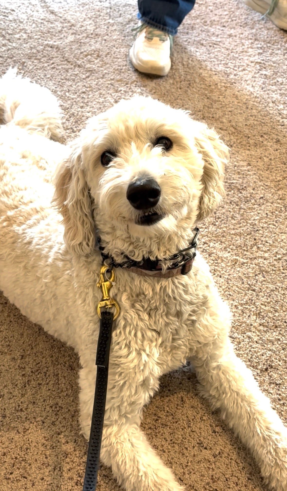 Cream-colored Goldendoodle dog wearing a patterned collar and leash, lying on a tan carpet, looking at the camera.