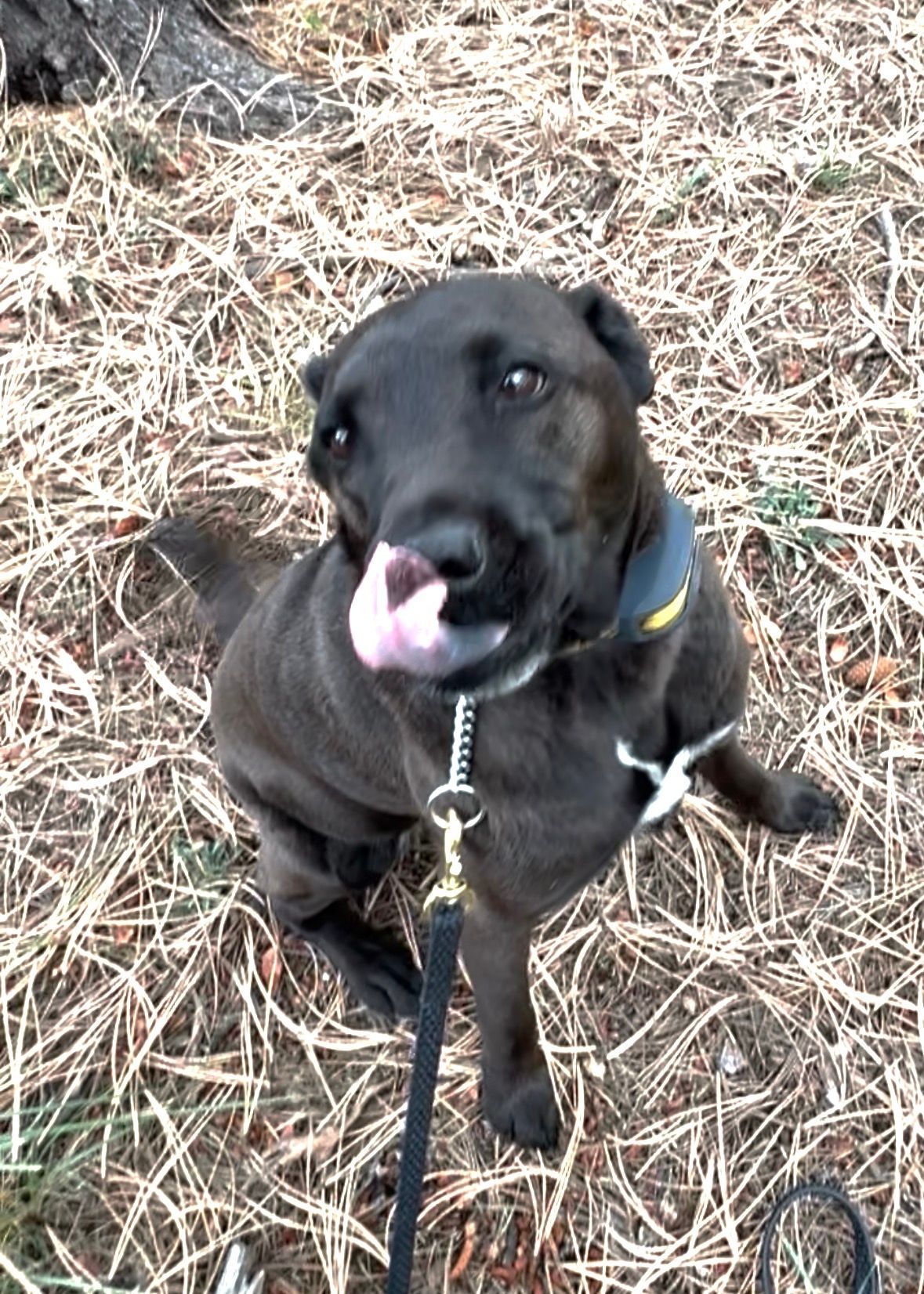 Black dog with tongue out, wearing a collar, looking up with leash. Sitting on dry grass.