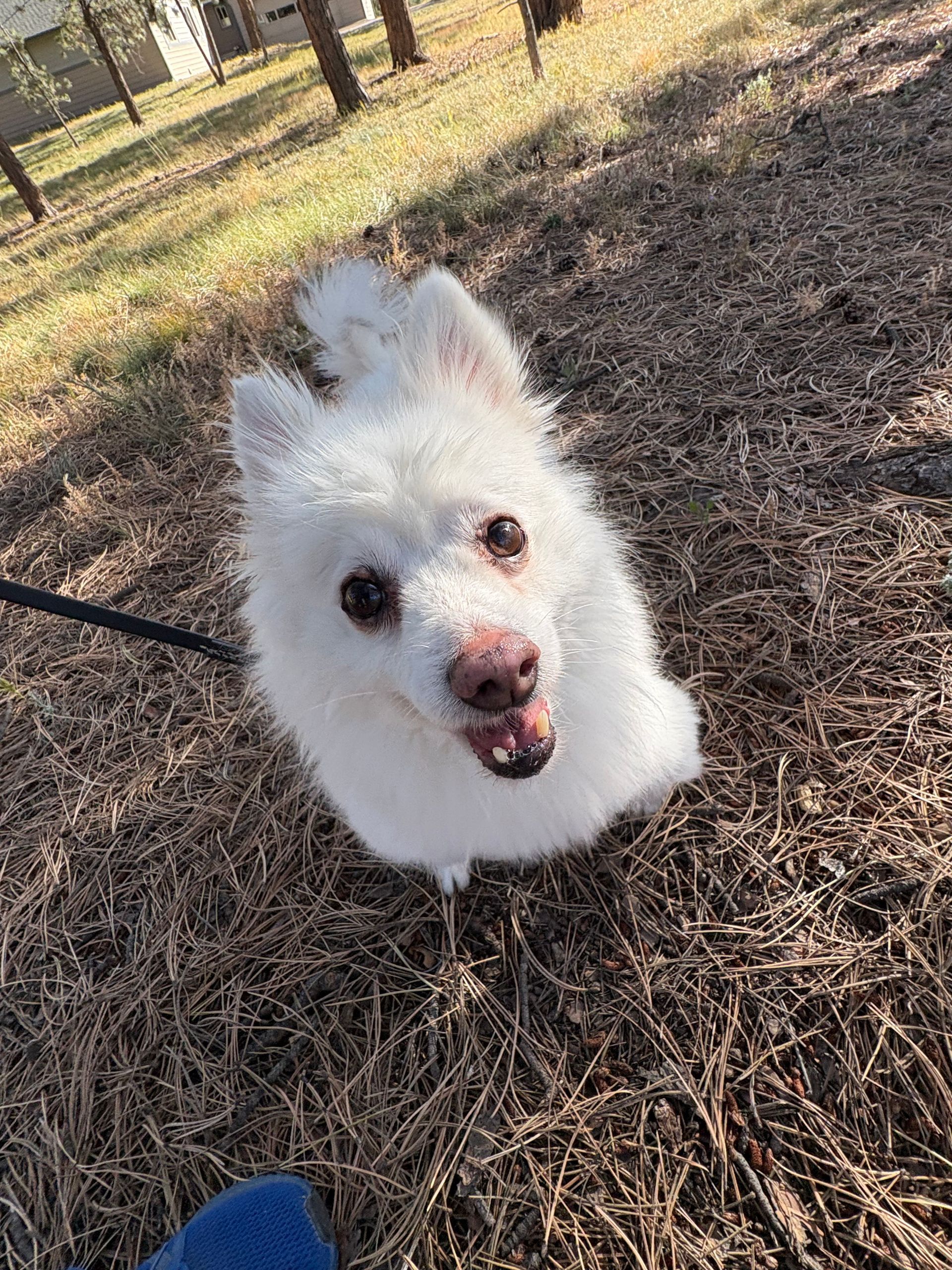 White dog looking up, leash attached, brown grass background.