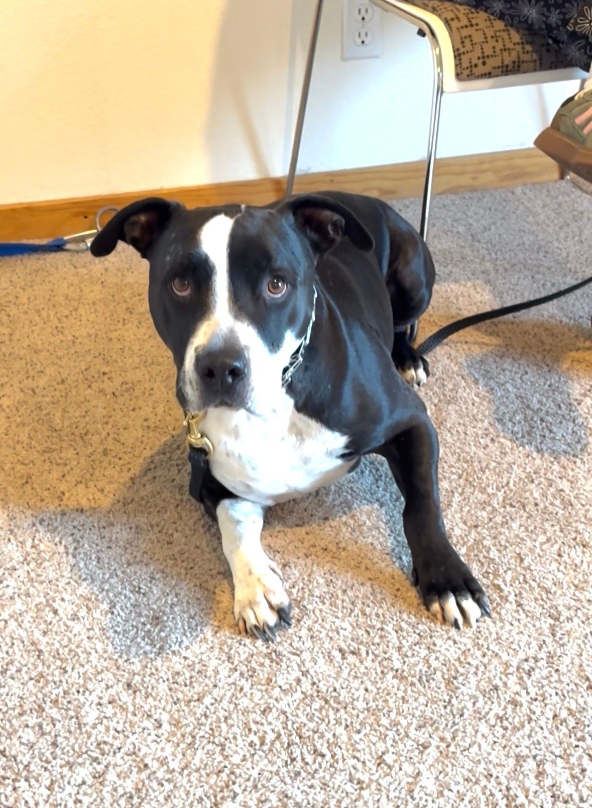 Black and white dog with white chest and face lying down on carpet, looking at the camera.