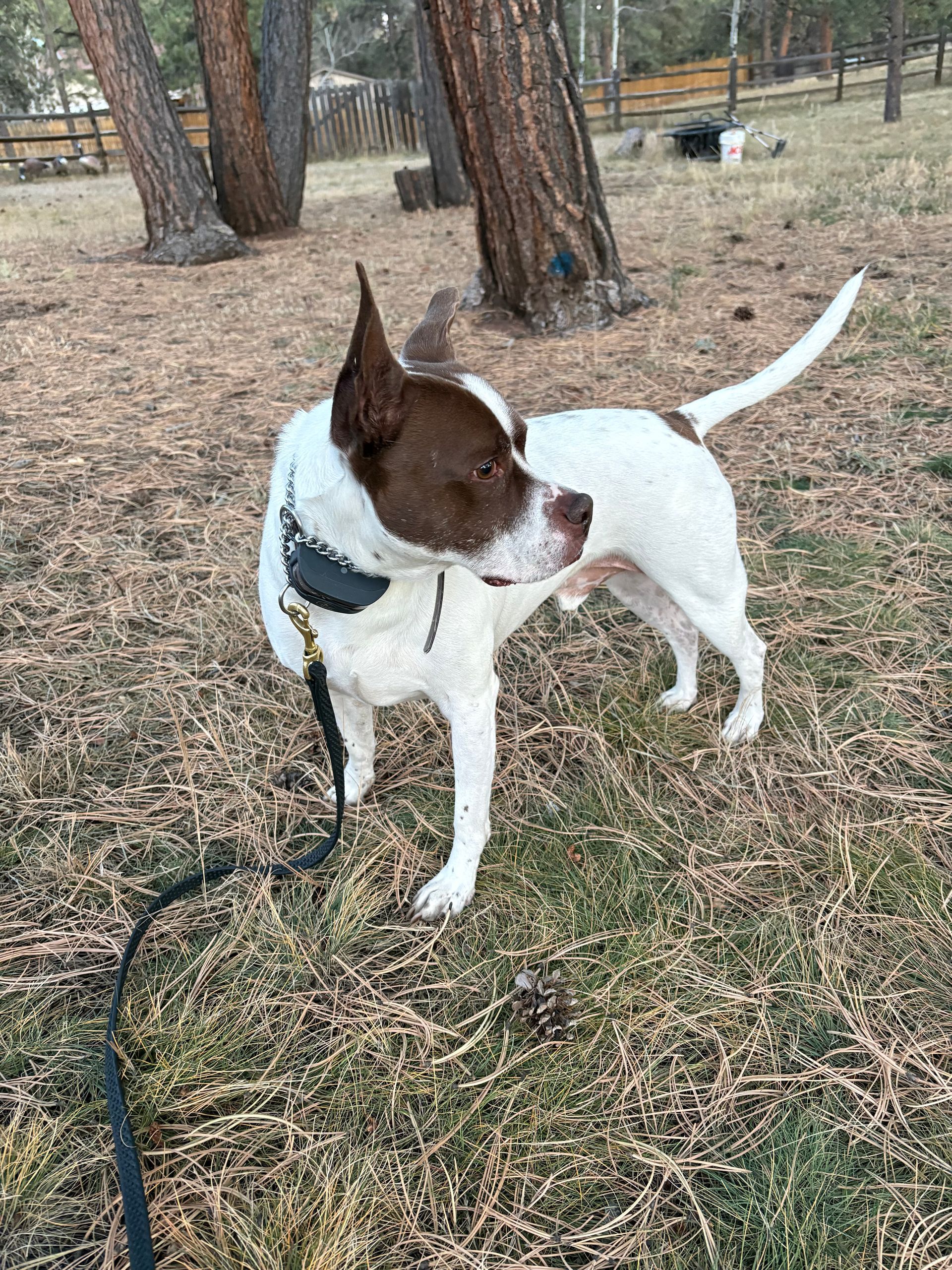 White and brown spotted dog standing outdoors, looking to the side with a leash.