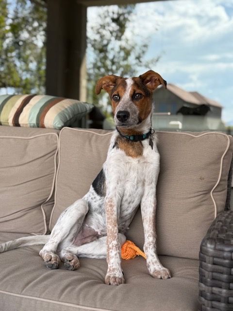 Dog with speckled coat, orange toy, sitting on a beige outdoor couch, looking alert with a blurred background.