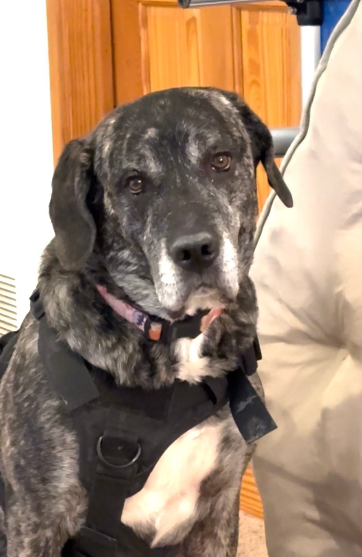 Brindle dog with floppy ears wearing a harness, looking at the camera. White chest, sitting indoors.