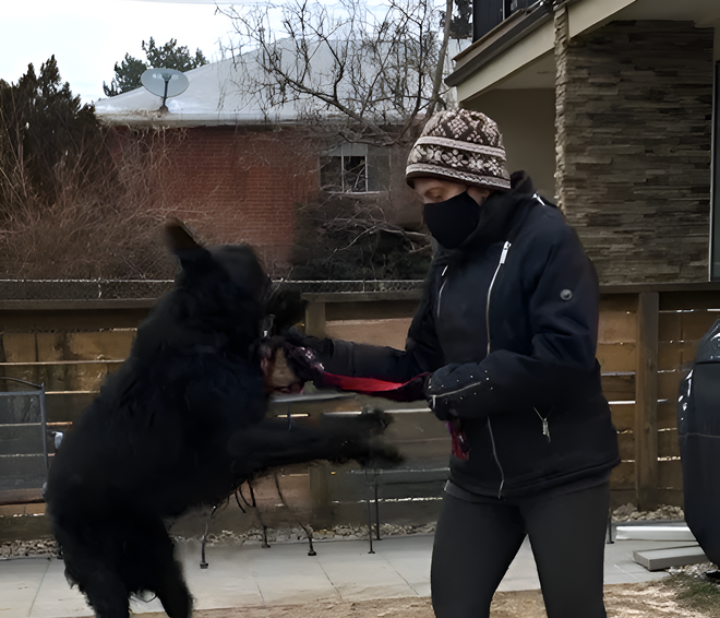 Canine Psychology Center LLC